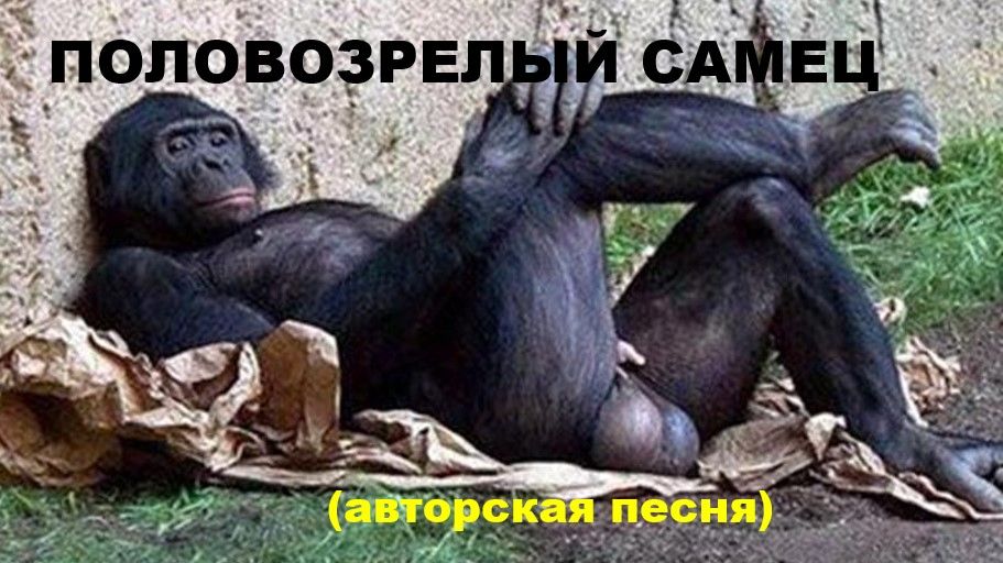 ПОЛОВОЗРЕЛЫЙ САМЕЦ //АВТОРСКАЯ ПЕСНЯ //