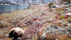 Тайны Ладохинского озера: один год под взглядом камеры, без человека 👀