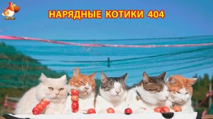 Нарядные Котики расслабляются на солнышке 🌞 🐈🐈🐈 (404)