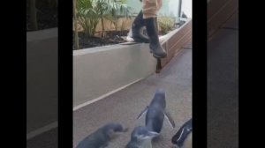 Любовь спасет мир