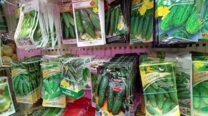 В ОДТЕЛЕ  С ПРОСРОЧЕННЫМИ СЕМЕНАМИ.