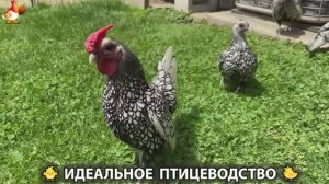 Идеальное птицеводство достойно восхищения 🐓🦆🦢🦚🦃🐔 эпизод (424)
