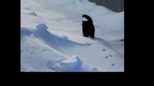 Ты мне не снишься. ВИА "Синяя птица"