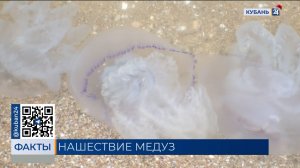 Кубанцы написали обращение к президенту из-за нашествия медуз в Азовском море