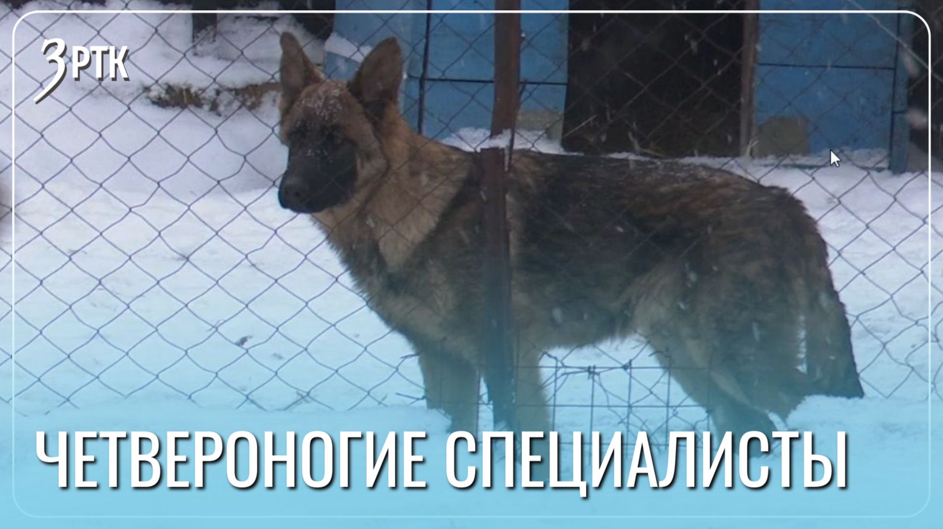 Молодые четвероногие сотрудники появились в СИЗО-1