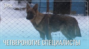 Молодые четвероногие сотрудники появились в СИЗО-1