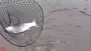 Поимки и сходы на Спорт-зоне. Клёвое место Лосиный остров.