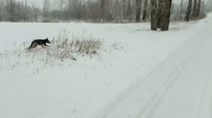 Нора на прогулке,на природе,снег,тепло