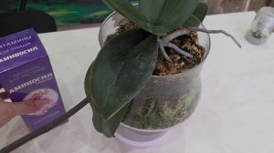 Как добиться пышного цветения орхидей.