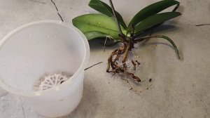 Хотела пересадить свои _снежки_, а тут она, недавно полученная без корневая  бедолага - веснушка