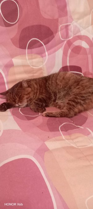 Боня боня бонечка-Боня боня бонечка