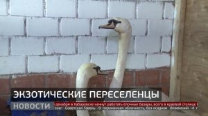 Экзотические переселенцы. Новости. 18/12/2025. GuberniaTV