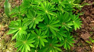 Май, Молодые цветы.