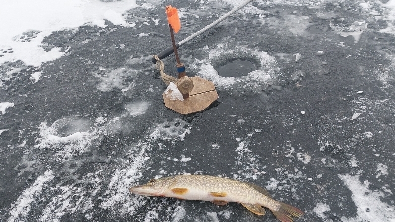 Первый лёд.Первый хищник.