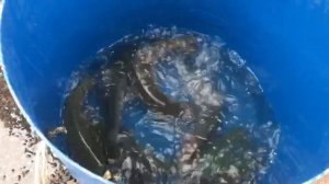 новый привоз форели на водоём