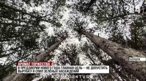 В Алуште перед новогодними праздниками проводят рейды в лесах, чтобы не допустить вырубки сосен