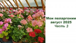 Мои пеларгонии, август 2025. Часть 3. Обзор сортов