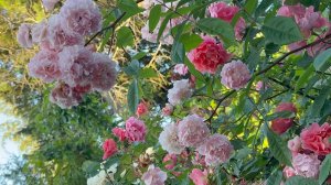 Июль в Саду 16 июля 2025 часть 6