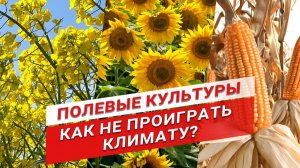 Климатические риски и тренды выращивания полевых культур | Подсолнечник | Кукуруза | Рапс