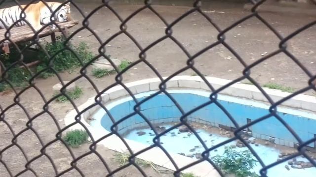 SAFARI PARK HARBIN part 11