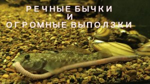 Речные бычки и огромные выползки