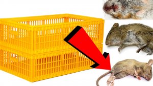Как избавиться от мышей и крыс навсегда За 3 Секунды....