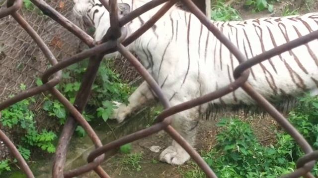 SAFARI PARK HARBIN part 10