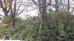 ЖЕЛЕЗНОГОРСКАЯ ПОЛИЦИЯ НАПОМИНАЕТ ОБ ОТВЕТСТВЕННОСТИ ЗА НЕСАНКЦИОНИРОВАННУЮ РУБКУ ЕЛЕЙ И СОСЕН