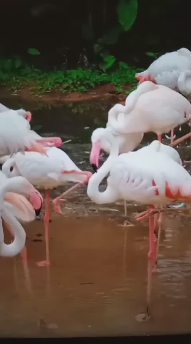 Экзотические ПТИЦЫ😳