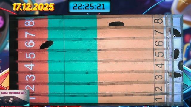 Мадагаскарские Тараканы забег от 17.12.2025 смотреть онлайн