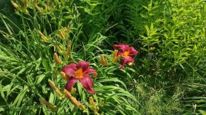 37-ДАЧА. ЛЕТО. ЖАРА😁  Огурцы пошли👏1 часть(09.07.21-11.07.21.)