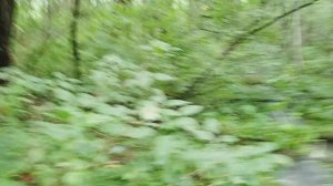 Коп по ЧЖУРДЖЭНЯМ, ГОЛЬДАМ в Приморском крае.