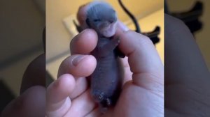 VID_20251219_154830_285.mp4