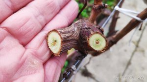 Продажа саженцев винограда и черенков