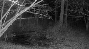 Видео фото ловушки