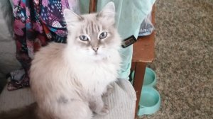 ответы на вопросы и играем