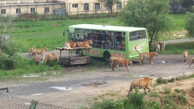 SAFARI PARK HARBIN part 14