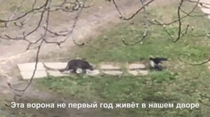 Жёсткое нападение / Архив от 06.05.2021