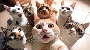 Я РЖАЛ ЦЕЛЫЙ ЧАС😹КОШКИ 2022 ЛУЧШИЕ ПРИКОЛЫ/ СМЕШНЫЕ ЖИВОТНЫЕ ЗА ВЕСЬ 2025😹