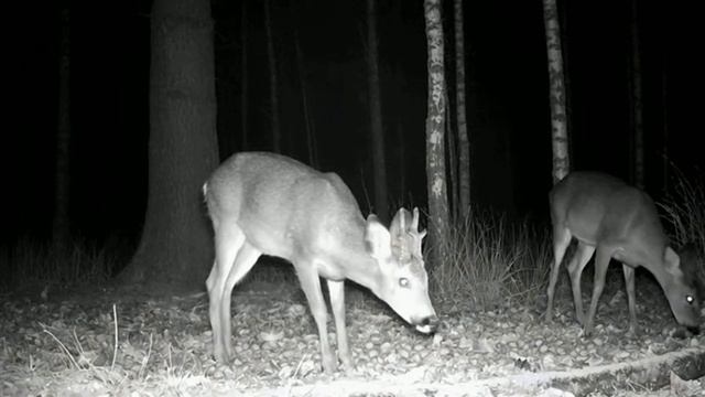 Дикие животные на кормёжке смотреть онлайн