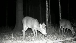 Дикие животные на кормёжке