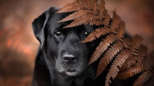 💥Я Хитрый Маньяк💥 +18