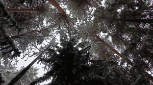 Last Christmas . Музыка релакс . Зимний снежный лес .