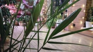 Цветочно-праздничный релакс! 🪴🎁