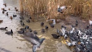 Украина 19 декабря! Что происходит в Киеве сегодня!(Саша)