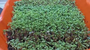 Выращиваю микрозелень на подоконнике.