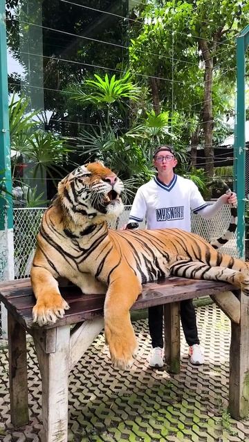 Маленький Бенгальский Тигр смотреть онлайн