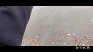 Весенний жерех