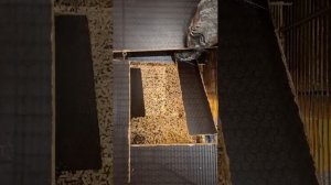 Шиншилы прямой эфир. Шиншилы Гоша и Тоша.