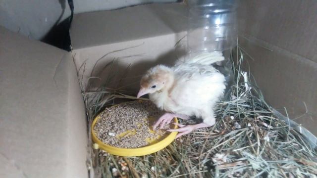 Индюк красавчик 15 февраля 2017 смотреть онлайн